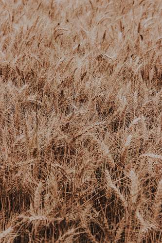 grass brown leafed lot flora