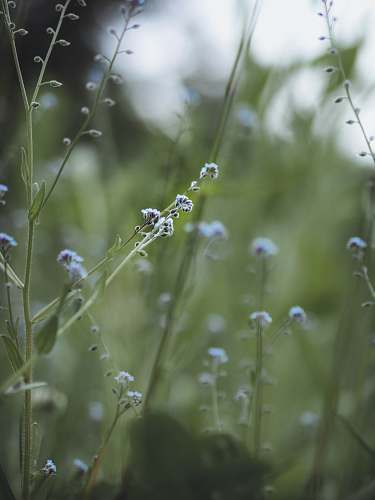 flower shallow focus photography of flowers grass