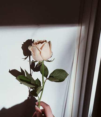 plant peach rose human