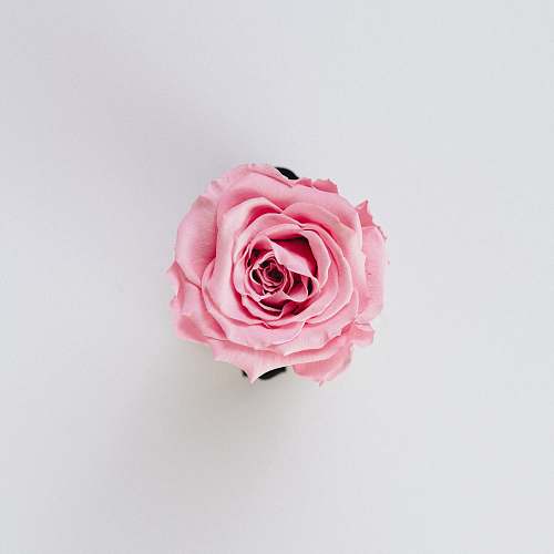 rose blooming pink flower plant