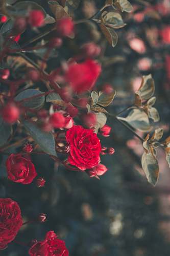 rose blooming red roses blossom