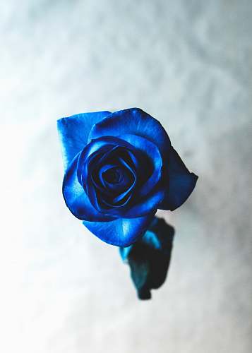 blossom blue rose plant