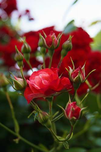 plant close up photo of red petaled flower rose