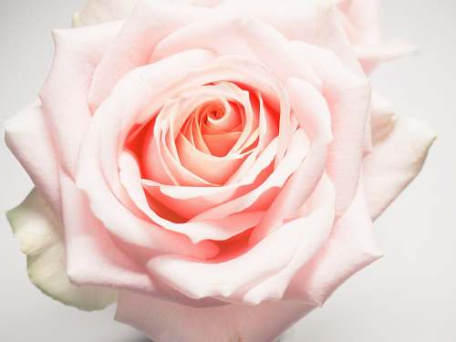 rose close up photography of pink rose flower blossom