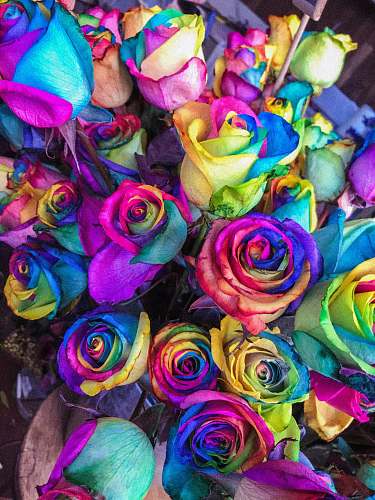 rose closeup of multicolored petaled roses flora