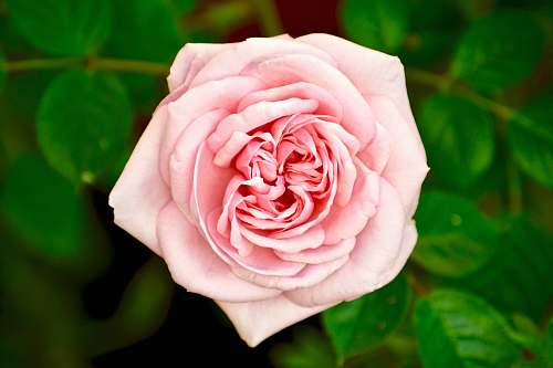 rose closeup photo of pink rose blossom