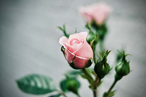 plant depth of field photography of pink rose blossom