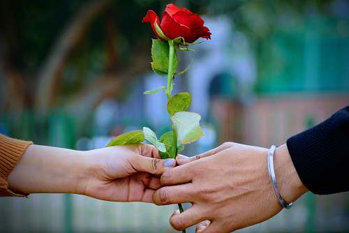 plant man and woman holding a red rose flower blossom