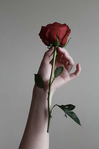rose one red rose flower plant