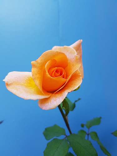 plant orange flower rose