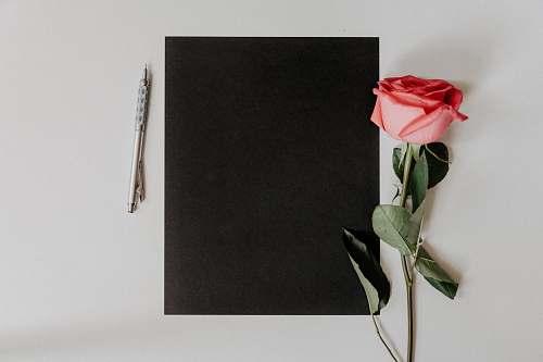 rose orange rose flower beside notebook and pen plant