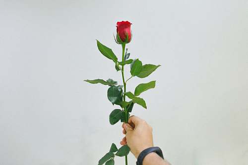 rose person holding red rose plant