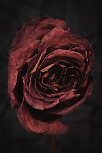 rose photo of red rose plant