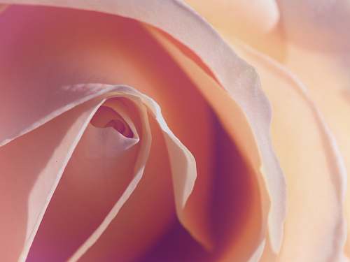 rose pink flower blossom