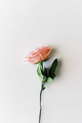 rose pink petaled flower on white surface blossom