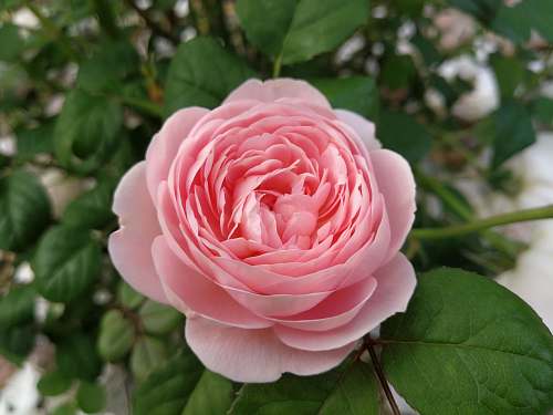 rose pink petaled flower blossom