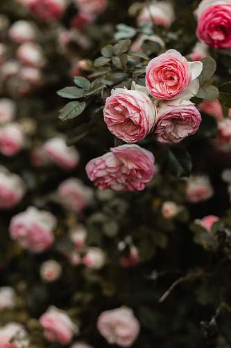 rose pink petaled flowers selective focus photography plant