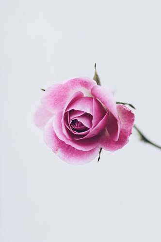 rose pink rose flower blossom