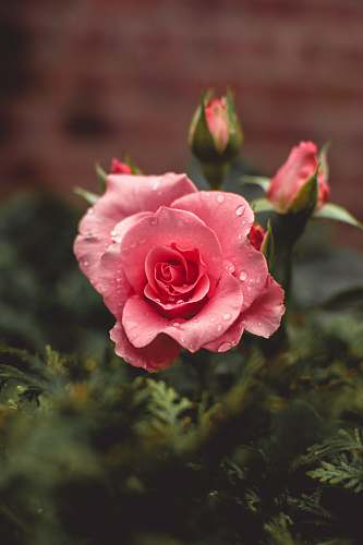 rose pink roses bloom with water drops flora