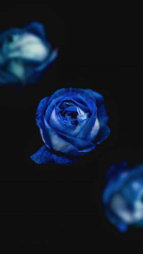 plant purple flower rose