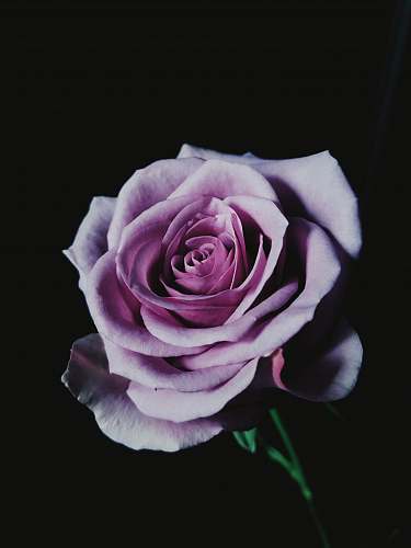 rose purple petaled rose with dim background blossom