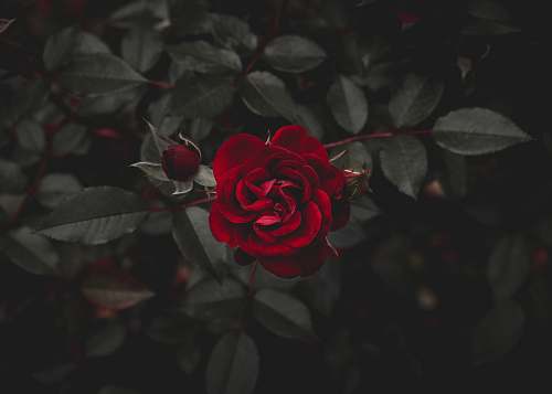 rose red flower human