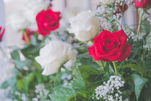 rose red petaled flower plant
