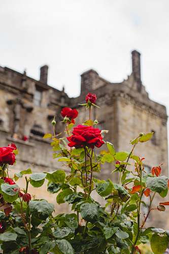 plant red rose flower adytime s at blossom