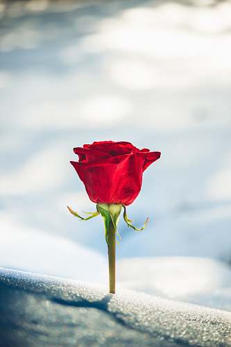rose red rose flower in bloom blossom