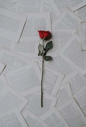 rose red rose on book sheets paper
