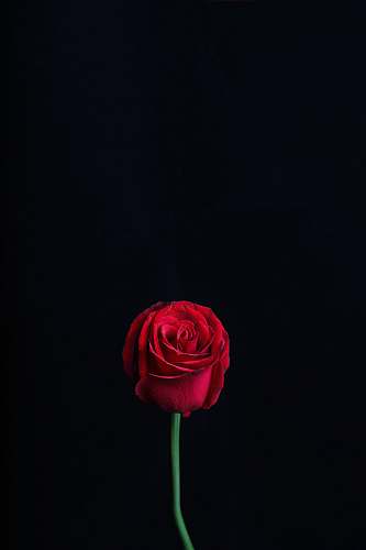 rose red rose blossom