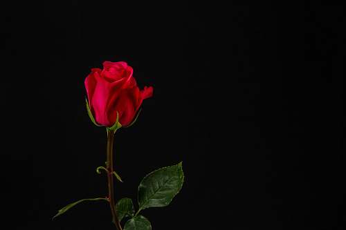 rose red rose with black background plant