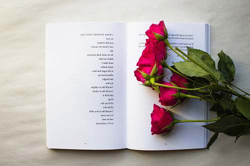 rose red roses on book book