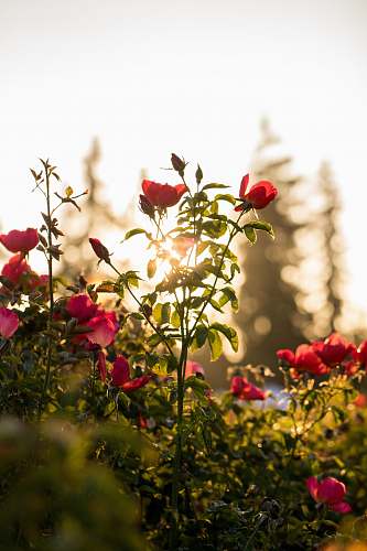 rose selective focus photo of red petaled flowers plant