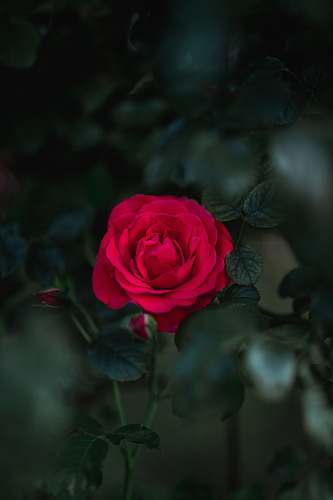 plant selective focus photography of blooming rose flower blossom