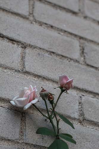 rose white petaled flower blossom