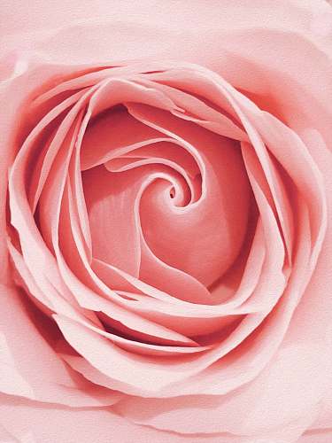 plant pink flower blossom