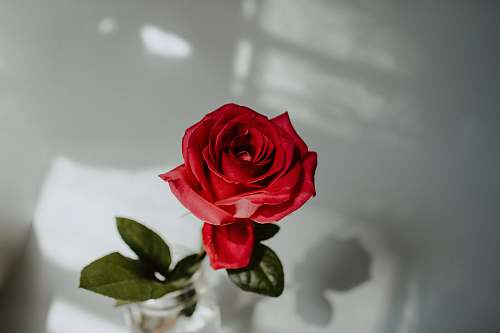 blossom red rose flower plant