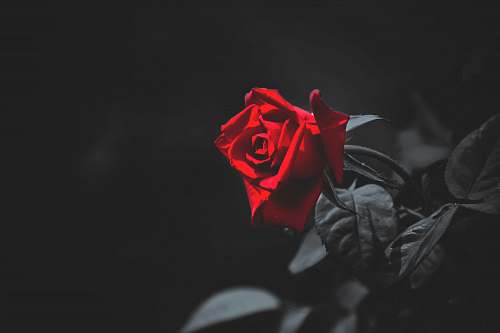 blossom shallow focus photo of red flowers plant