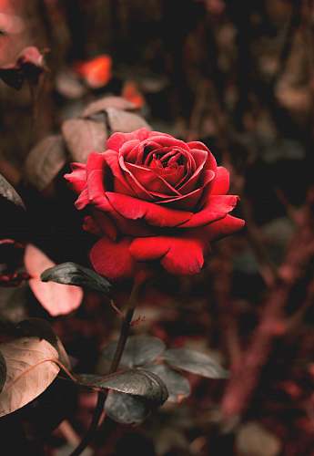 plant shallow focus photography of red flower blossom