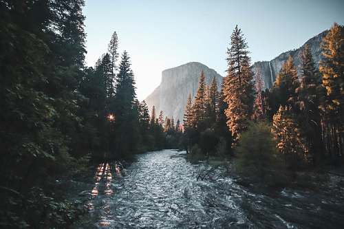 nature water stream surrounded with green trees yosemite valley