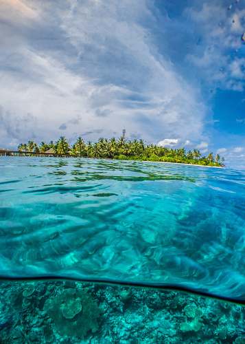 ocean green-leafed trees surrounded by body of water during daytime land