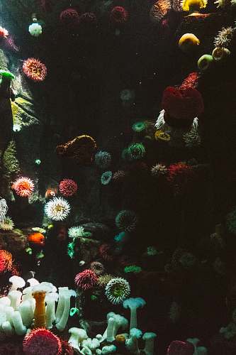 sea photography of sea corals ocean