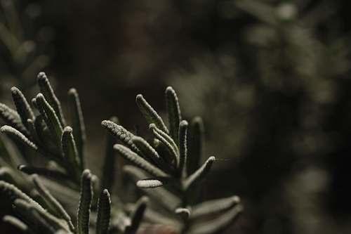 plant tilt shift lens photography of green plant tree
