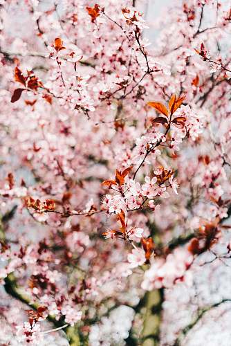 flora cherry blossom during daytime blossom