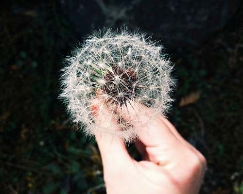 plant person holding white dandelion flower dandelion