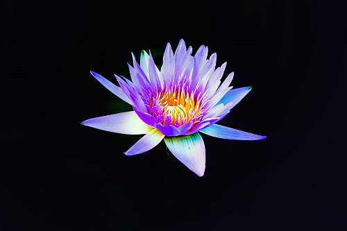 plant pink and yellow water lily desktop wallpapers