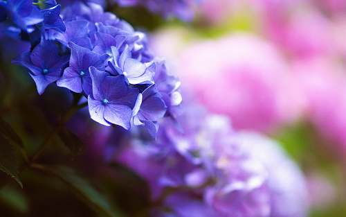 pink selective focus shot of purple hydrangeas botanical