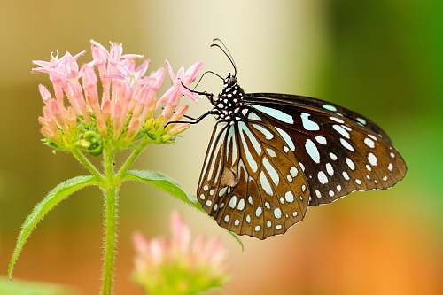 butterfly shallow focus photography of black and white butterfly on pink flower insect