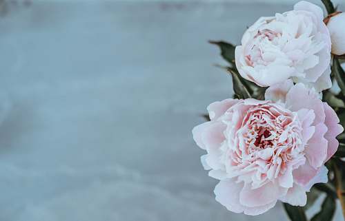 peony shallow focus photography of pink flowers plant